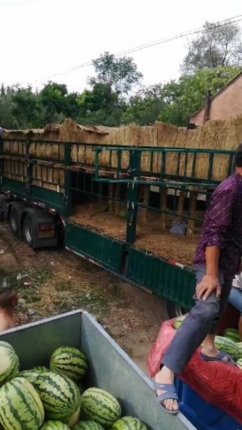 精品陕西渭南甜王西瓜，大量上市，基地直供一手货源，品质保证