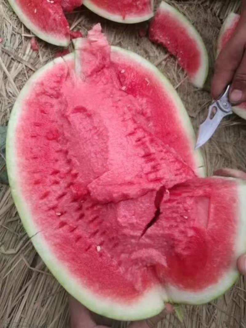 精品陕西渭南甜王西瓜，大量上市，基地直供一手货源，品质保证
