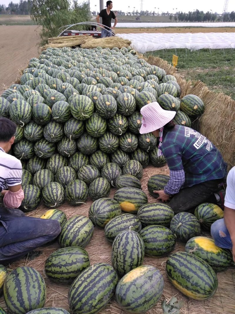 精品陕西渭南甜王西瓜，大量上市，基地直供一手货源，品质保证