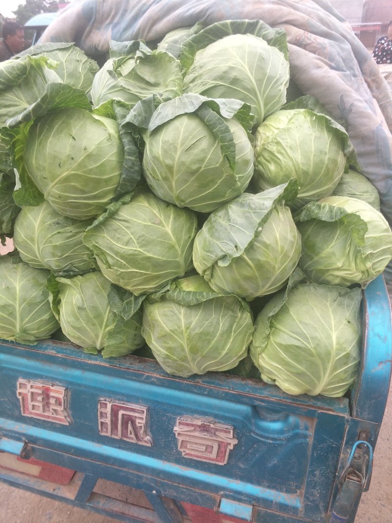 大量供应优质甘蓝，质优价廉，无虫眼，货源充足，一手货源。