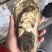 生蚝大规格，单体八两以上生蚝，最大3斤一斤