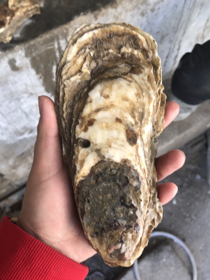 生蚝大规格，单体八两以上生蚝，最大3斤一斤