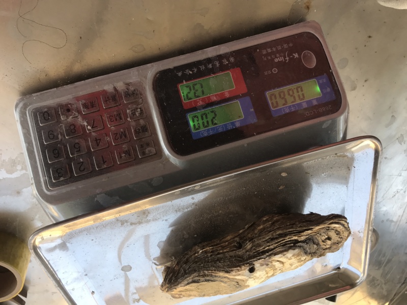 生蚝大规格，单体八两以上生蚝，最大3斤一斤
