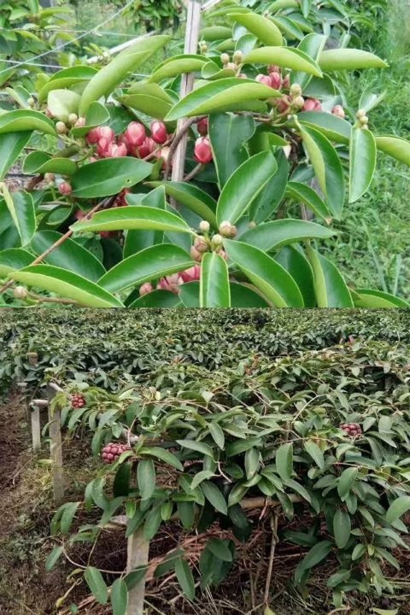 黑老虎布福娜果苗爬藤树苗适合阳台庭院种植