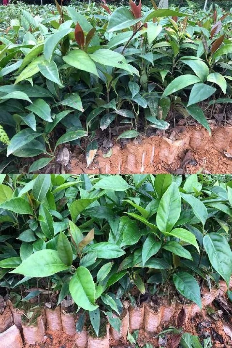 黑老虎布福娜果苗爬藤树苗适合阳台庭院种植