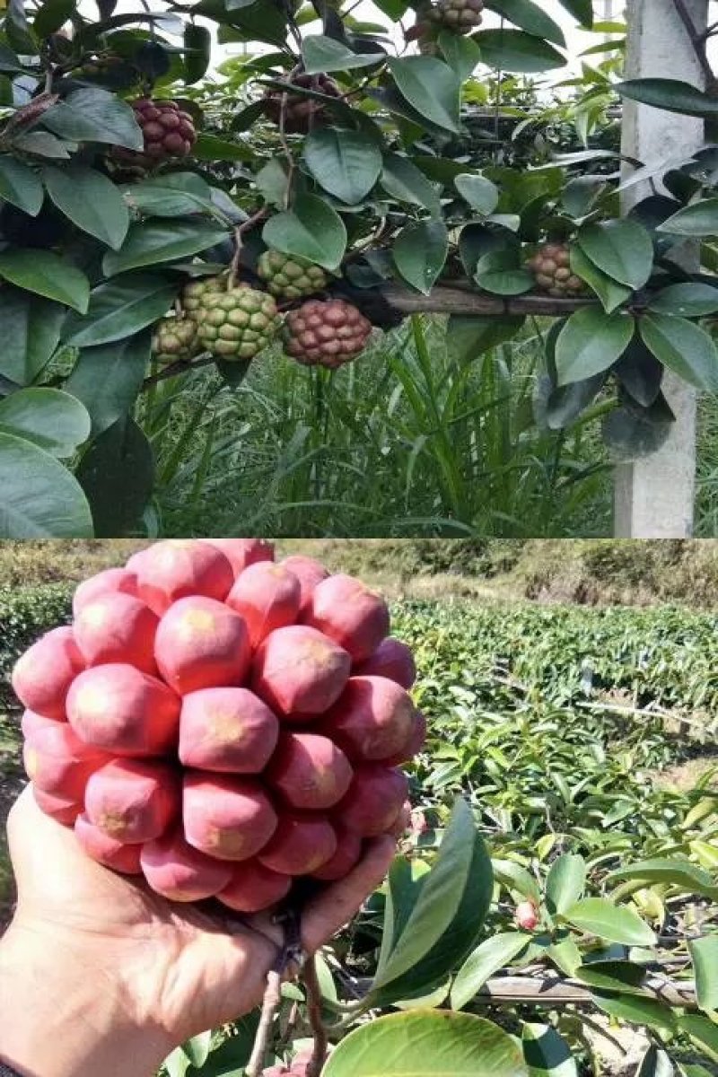黑老虎布福娜果苗爬藤树苗适合阳台庭院种植
