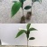 黑老虎布福娜果苗爬藤树苗适合阳台庭院种植