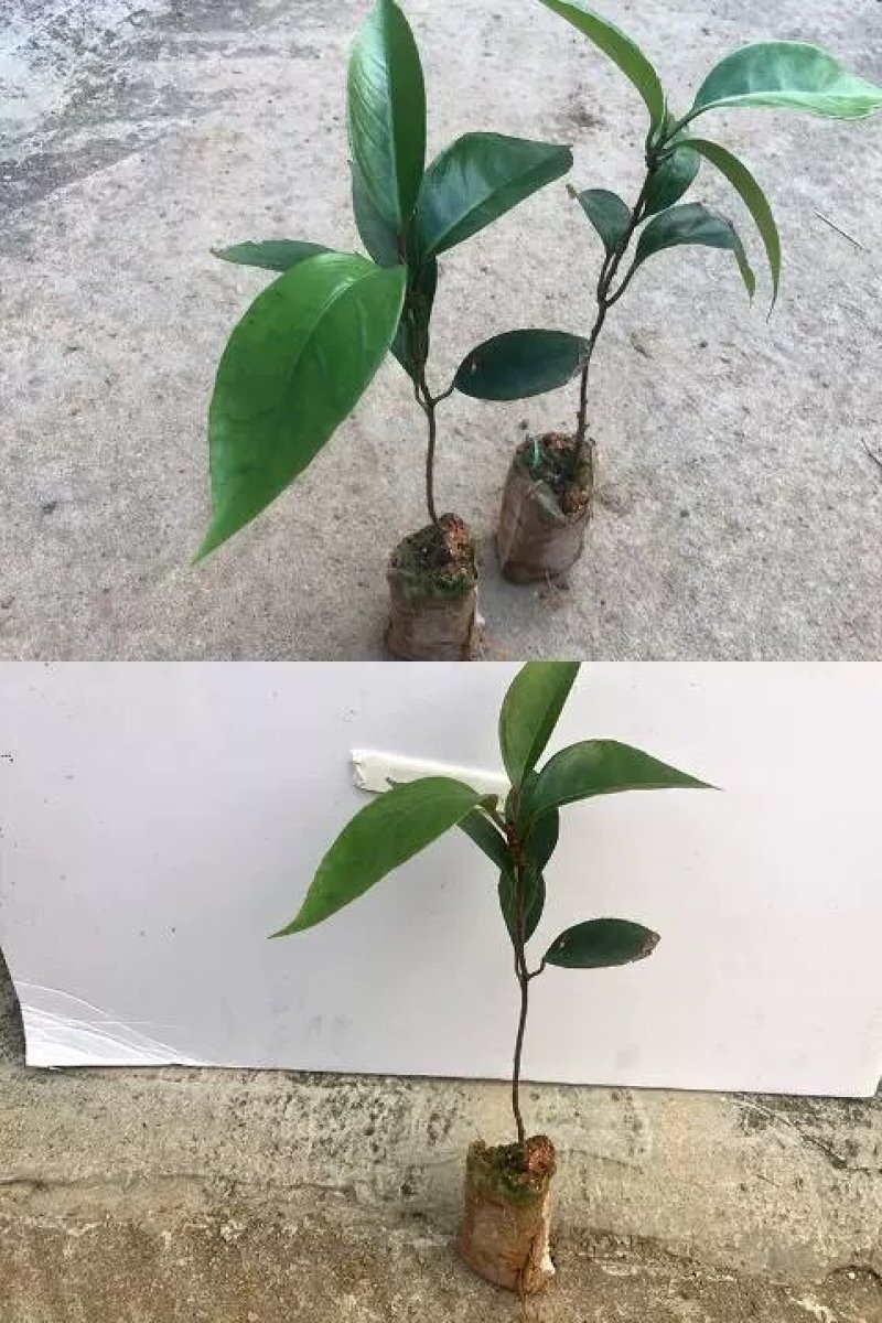黑老虎布福娜果苗爬藤树苗适合阳台庭院种植