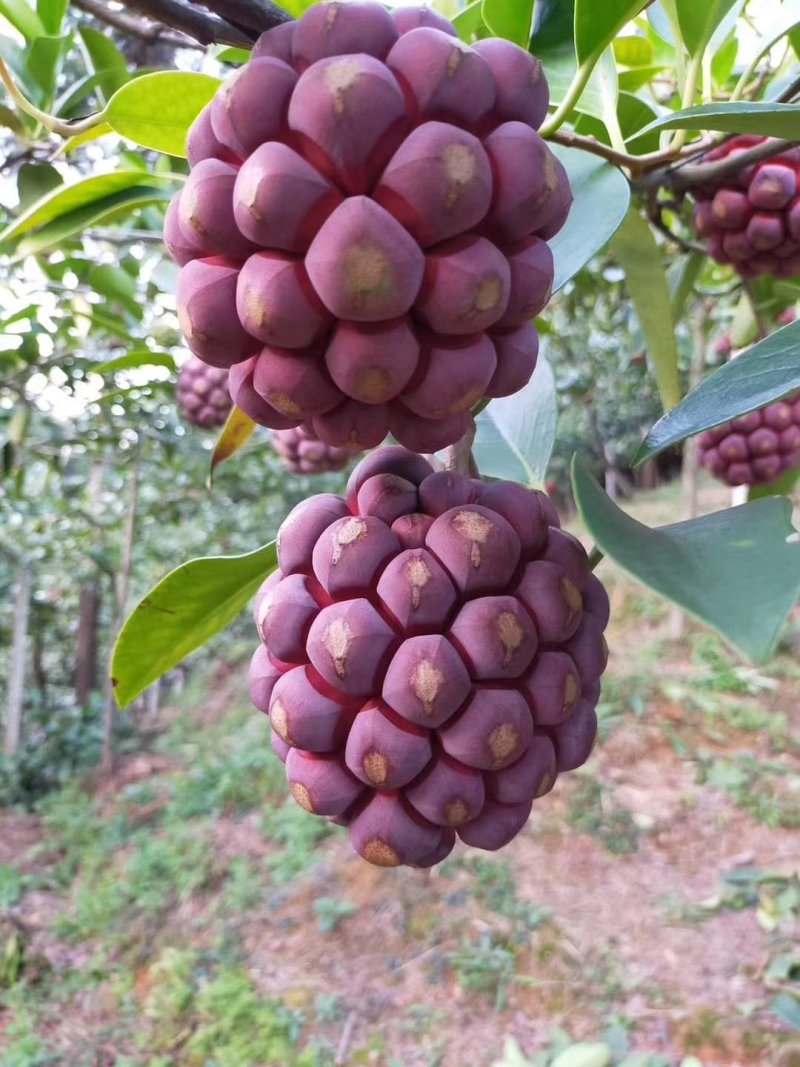 黑老虎布福娜果苗爬藤树苗适合阳台庭院种植