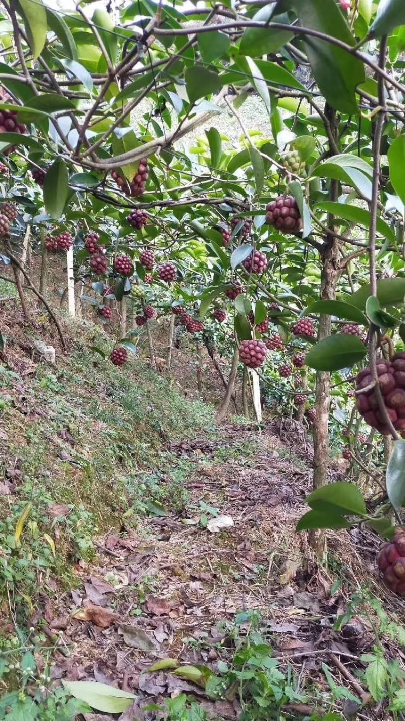 黑老虎布福娜果苗爬藤树苗适合阳台庭院种植