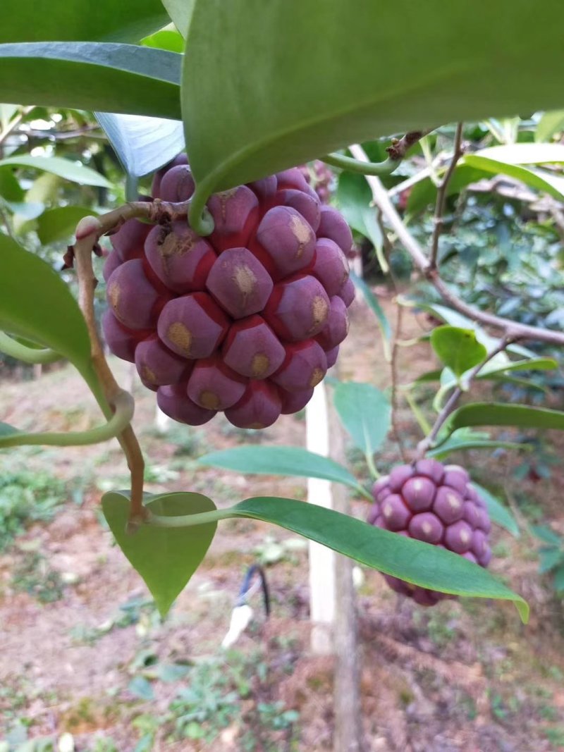 黑老虎布福娜果苗爬藤树苗适合阳台庭院种植