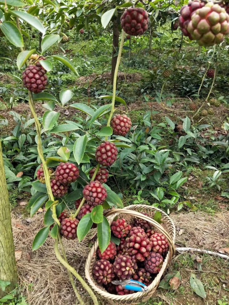 黑老虎布福娜果苗爬藤树苗适合阳台庭院种植