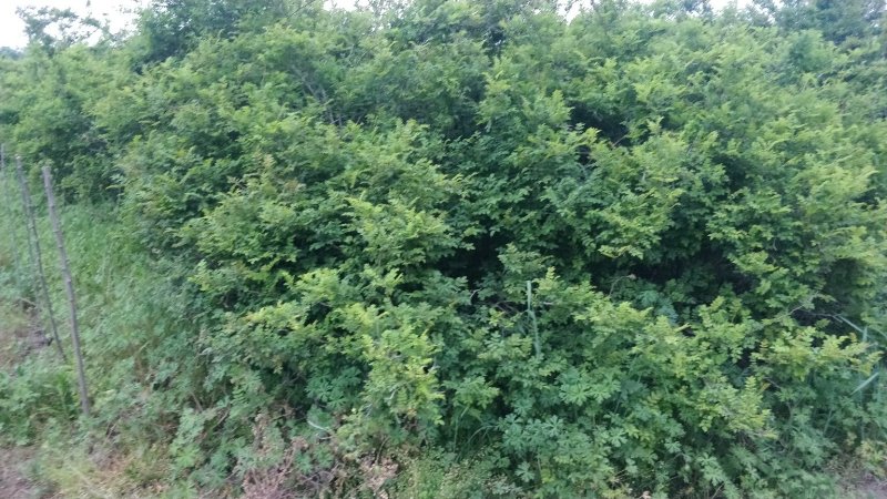 自然栽植刺梨大苗，7年优质刺梨大苗、原生刺梨大苗