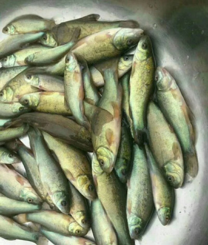 丁桂