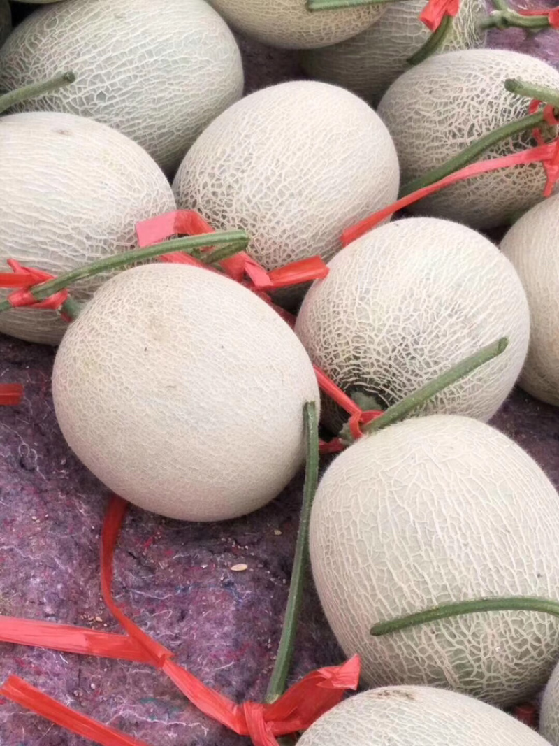 鲁厚甜网纹瓜