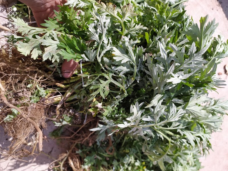 贵州毕节古夜郎大地野生药材小叶艾野艾小艾草