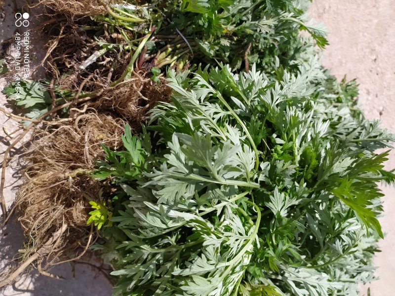 贵州毕节古夜郎大地野生药材小叶艾野艾小艾草