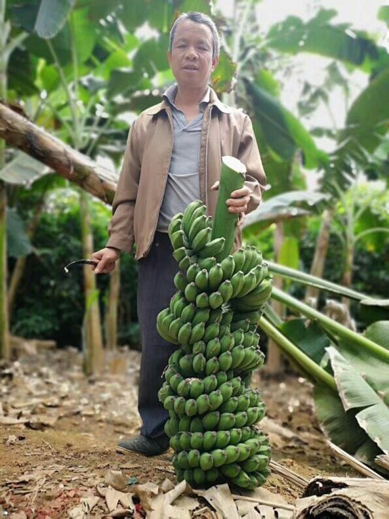 广西小米蕉新鲜香蕉当季水果小芭蕉苹果蕉粉蕉现摘现发包邮