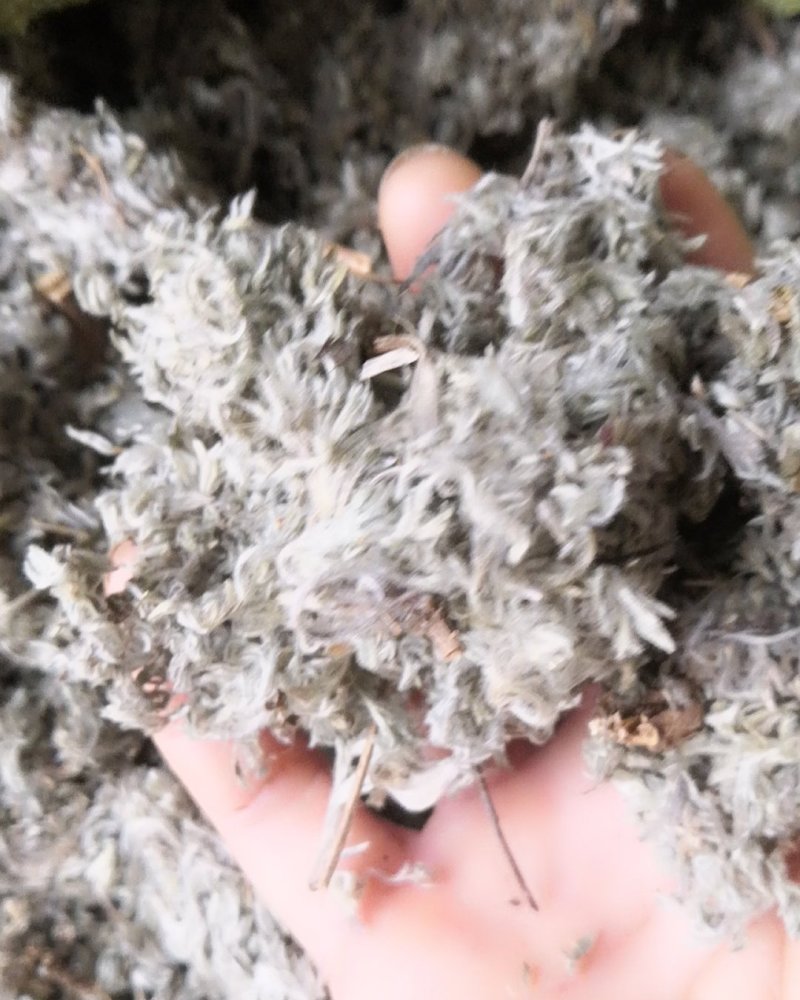 棉茵陈茵陈草茵陈蒿无杂质三月干货，批发各种中药