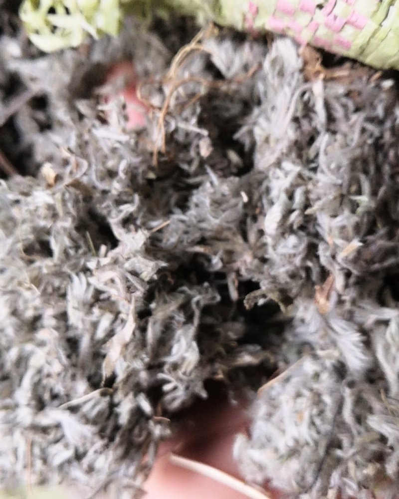 棉茵陈茵陈草茵陈蒿无杂质三月干货，批发各种中药