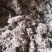 棉茵陈茵陈草茵陈蒿无杂质三月干货，批发各种中药