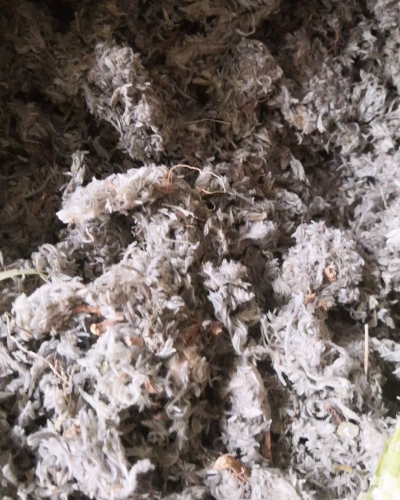 棉茵陈茵陈草茵陈蒿无杂质三月干货，批发各种中药