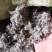 棉茵陈茵陈草茵陈蒿无杂质三月干货，批发各种中药