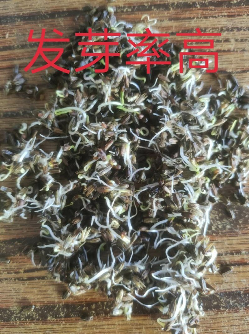 牛膝籽