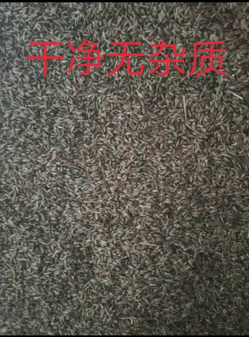 牛膝籽