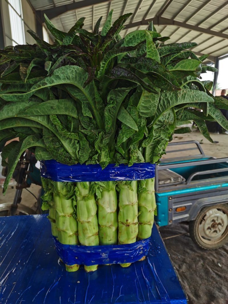红尖叶香莴笋莴苣，三青窝笋一手货源、质量有保证全国物流