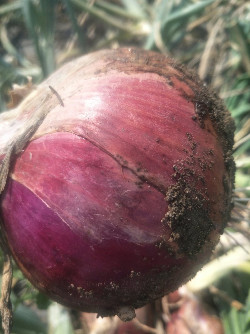 紫红皮洋葱8厘米以上，5-8长期供应