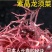 龙须菜盐渍龙须菜保鲜龙须菜凉拌菜海中珍品龙须菜包邮