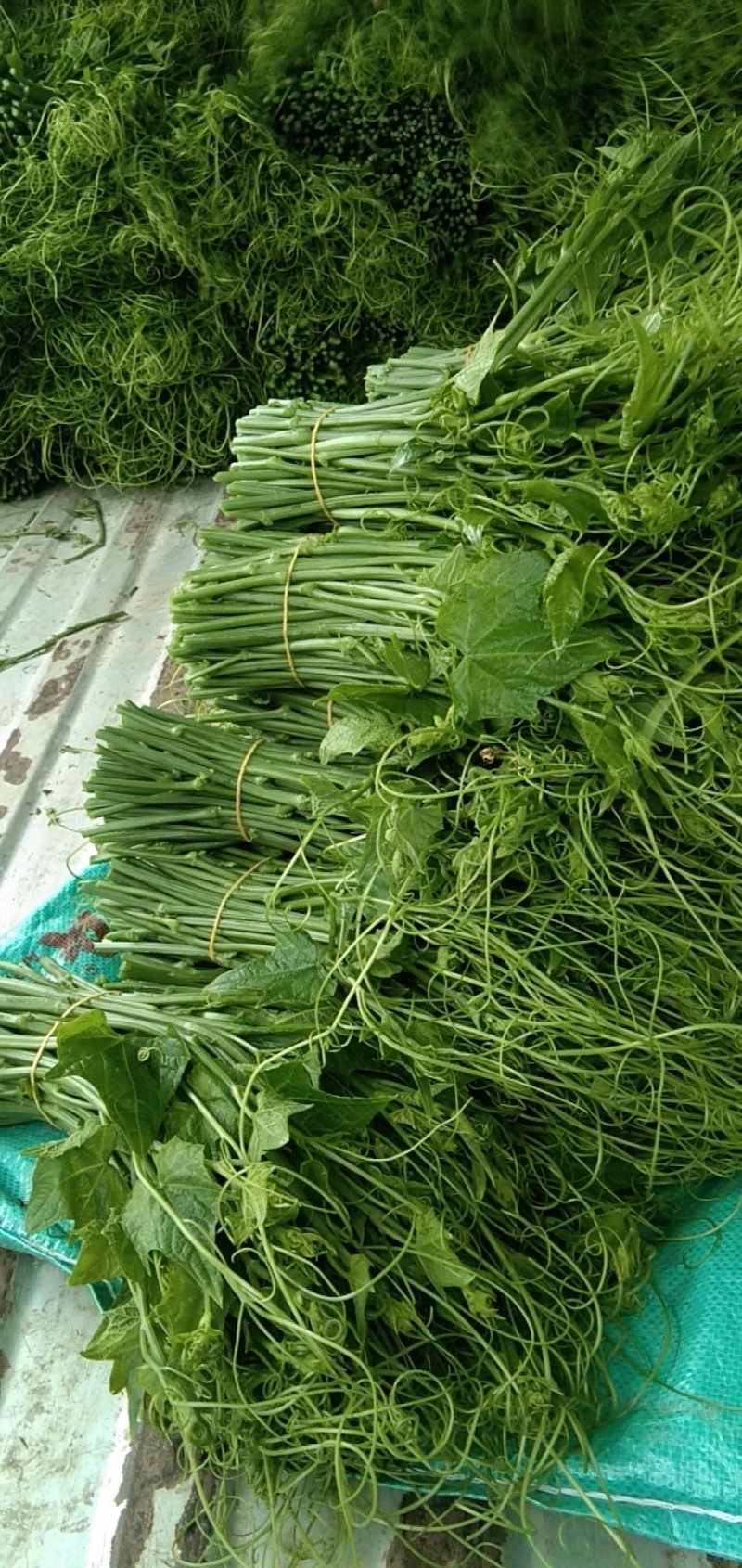 八号辣椒，本地货量的，想要的老板请联系。