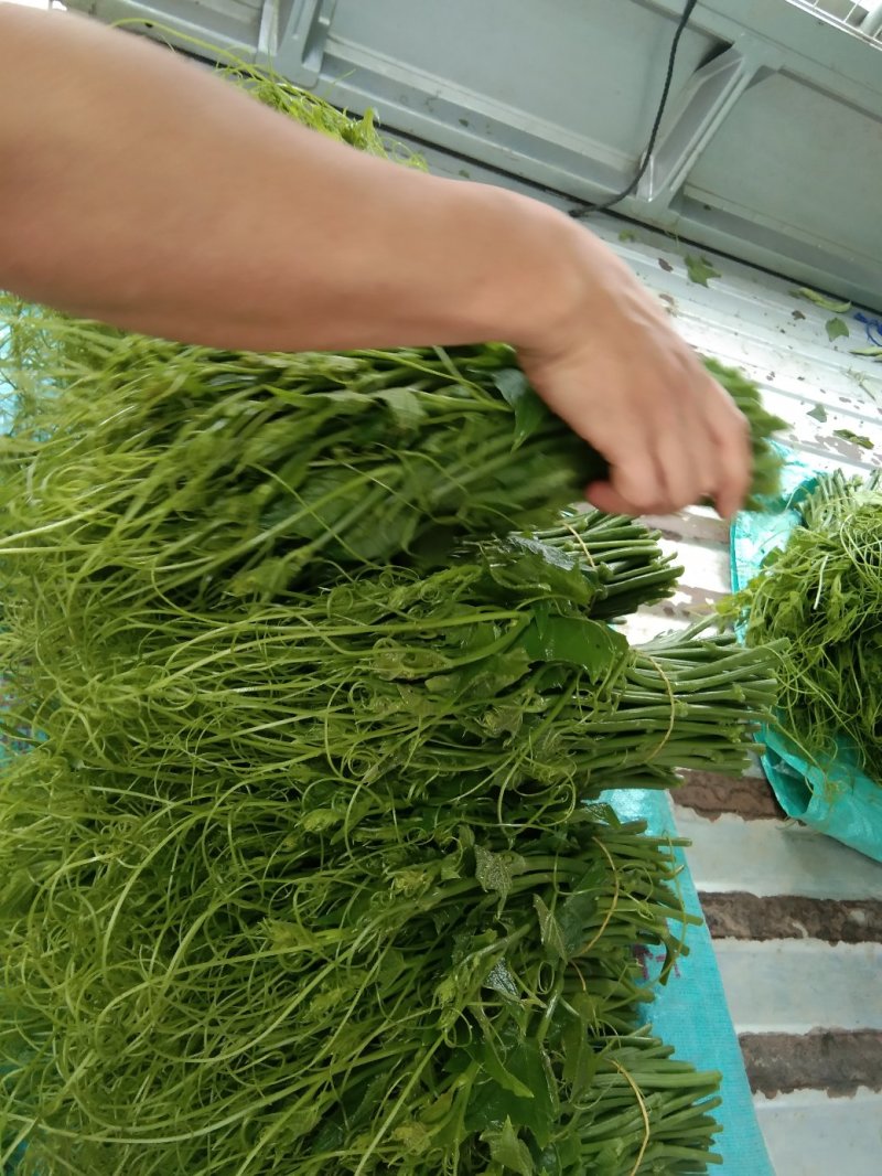 八号辣椒，本地货量的，想要的老板请联系。