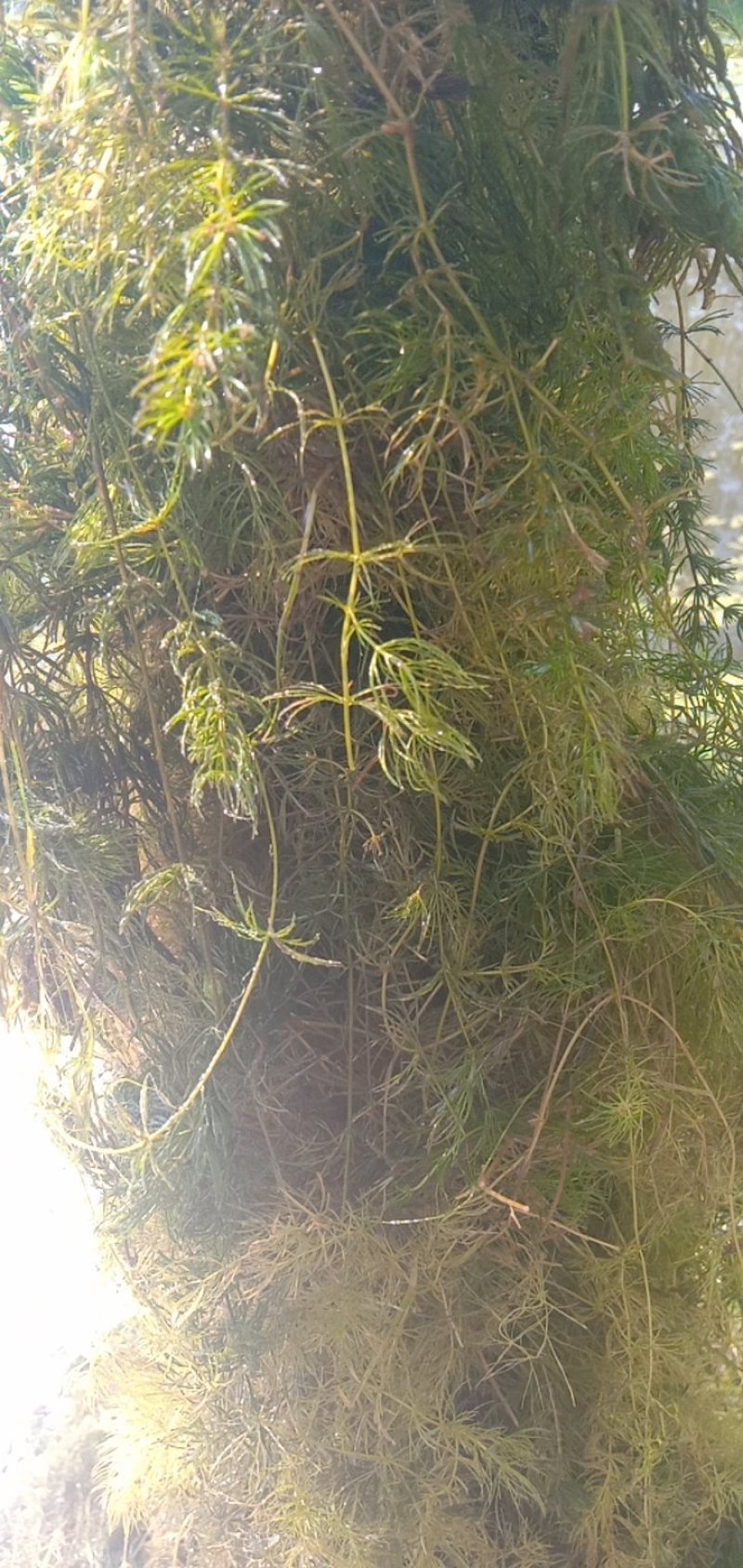 微山湖水草