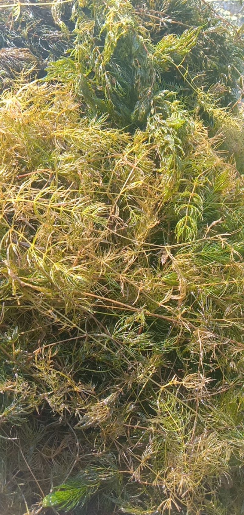 微山湖水草
