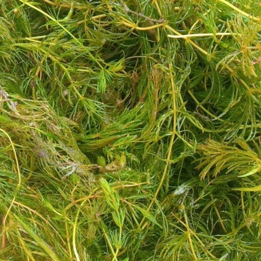 微山湖水草