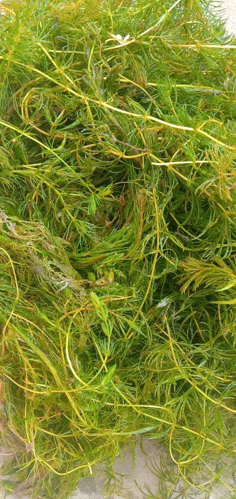 微山湖水草