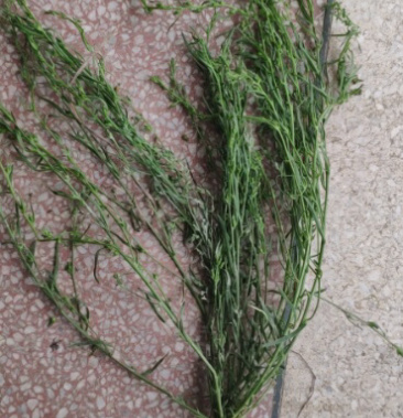 [沮草批发]麦黄草价格75.00元/斤 一亩田