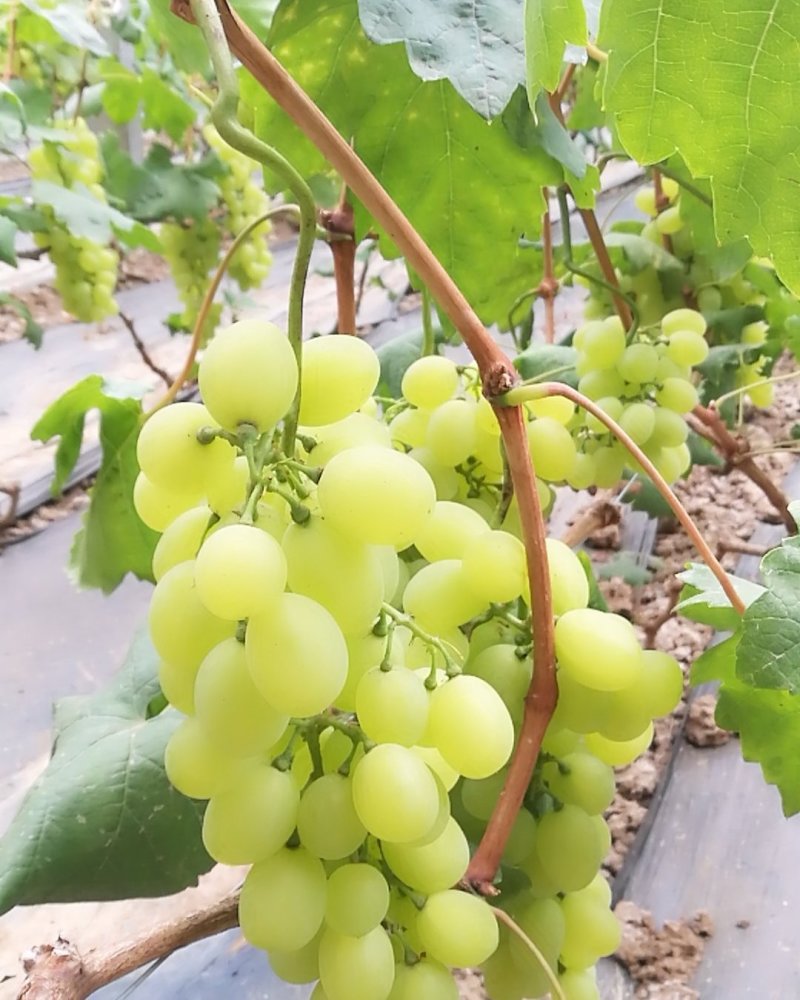 山东临沂维多利亚葡萄大批量上市了，欢迎来电咨询合作