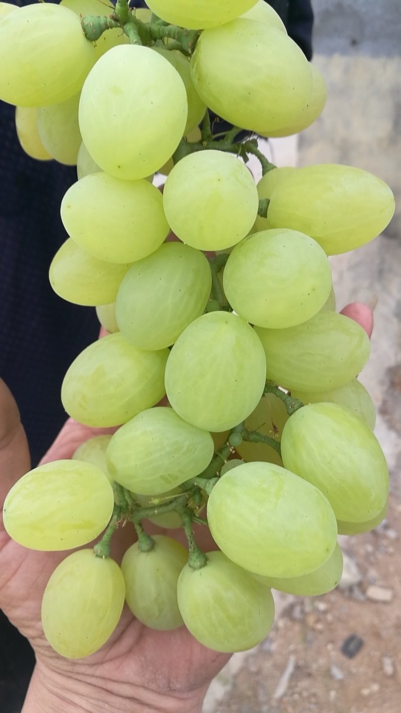 山东临沂维多利亚葡萄大批量上市了，欢迎来电咨询合作