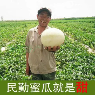 民勤蜜瓜银蒂，支持一件代发，质量保证电商合作