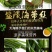 海带丝烘干海带丝凉拌海带丝盐渍海带丝凉拌海带丝包邮