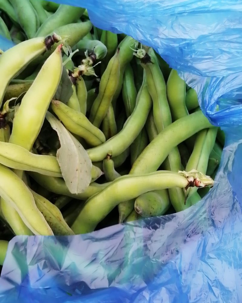 鲜蚕豆上市