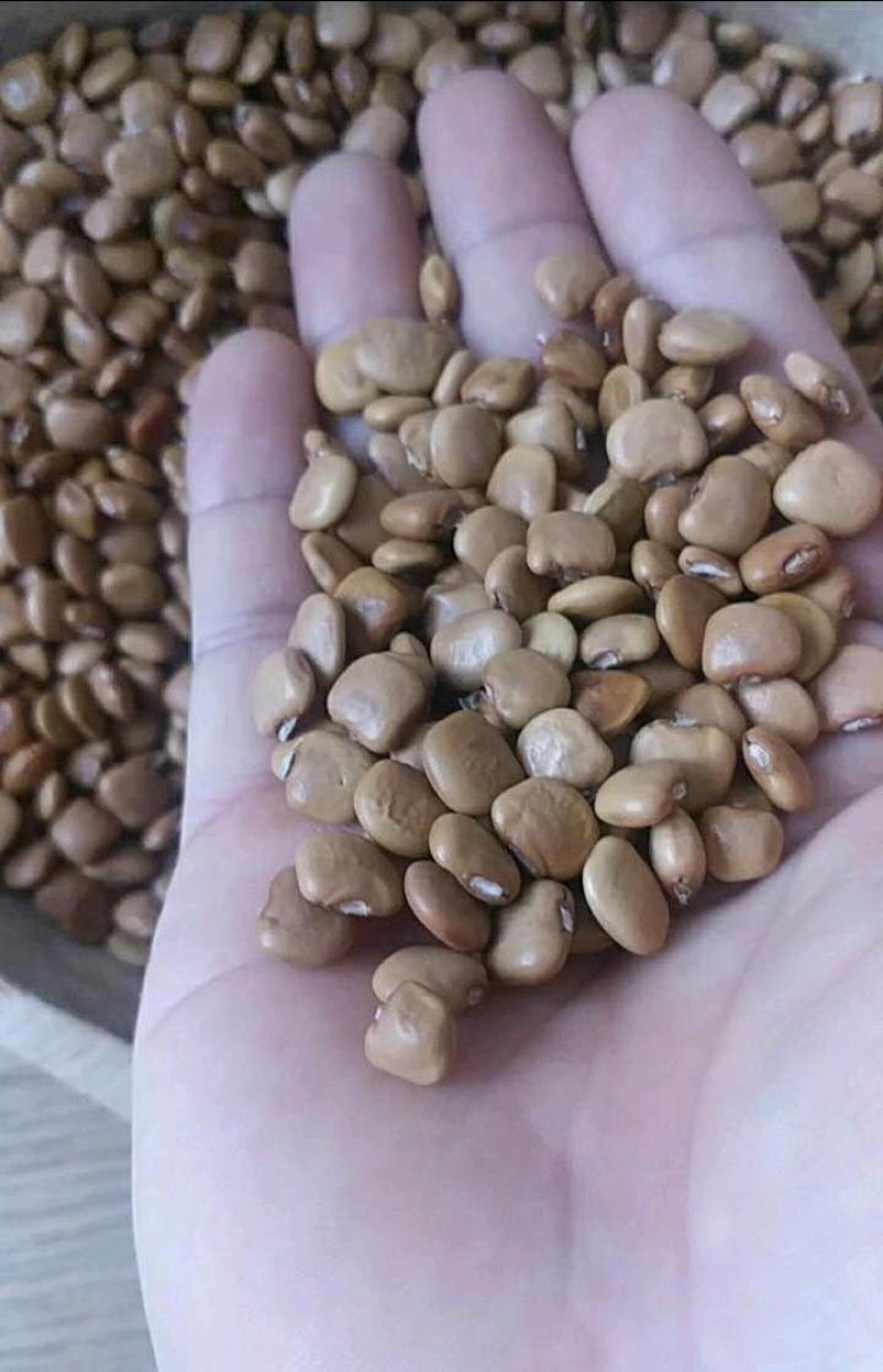 凉薯种子（云南叫地瓜和土瓜）保证出芽率百分之八十以上