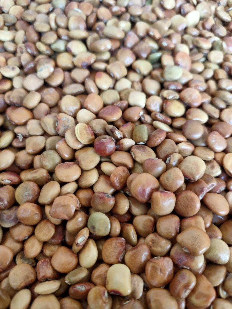 凉薯种子（云南叫地瓜和土瓜）保证出芽率百分之八十以上