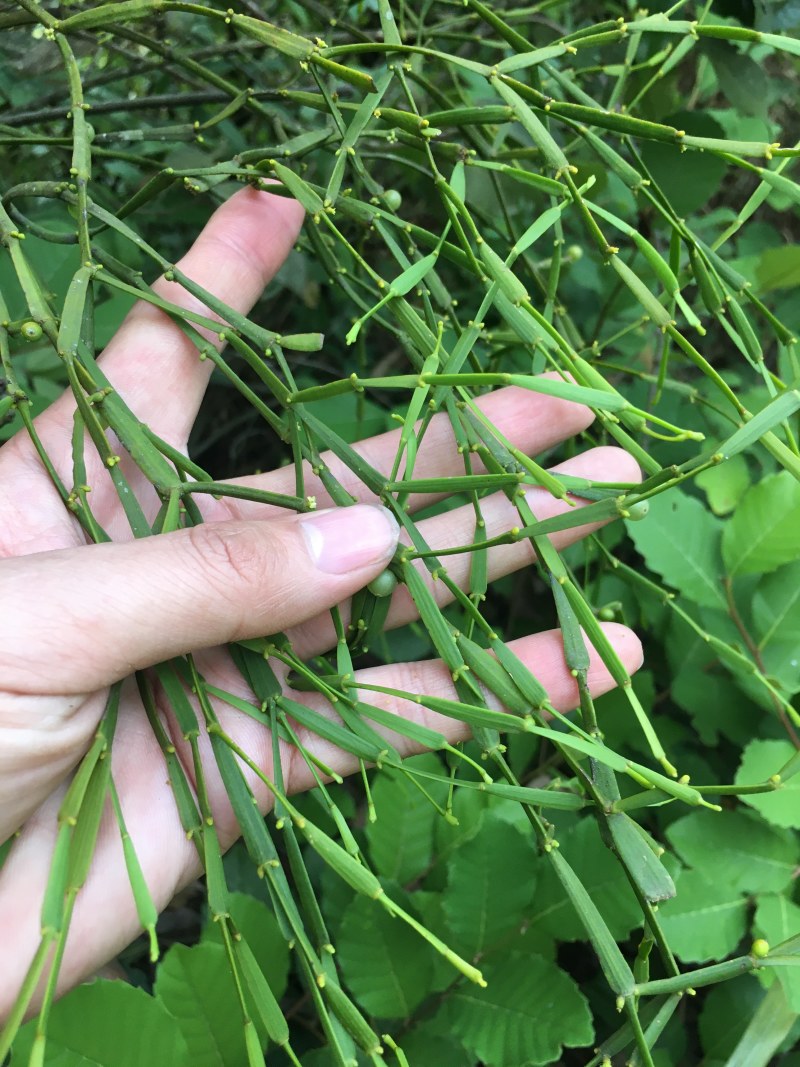 寄生，螃蟹脚干货包邮，品质货，一分钱一分货