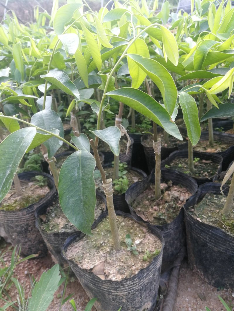 嫁接优质奇楠苗品质保证棋楠沉香苗苗圃基地直发易管理涨势猛好货