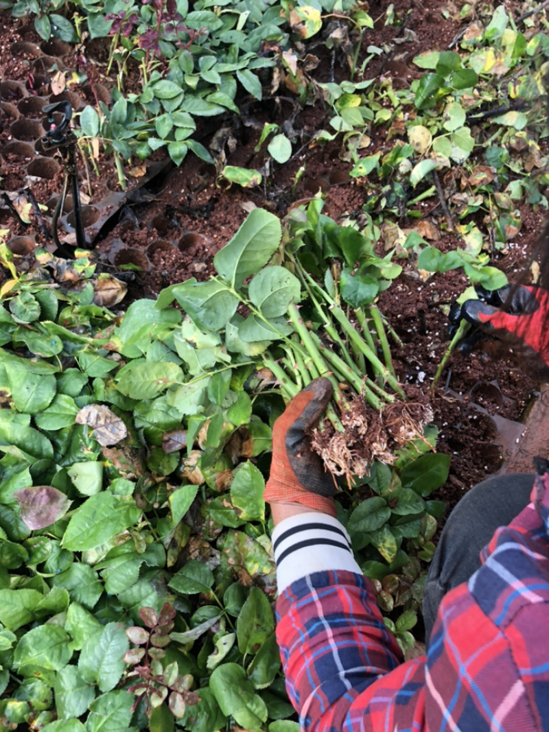 欧月小苗品种多基地直发价格实惠保证质量数量