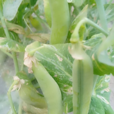 蔬菜